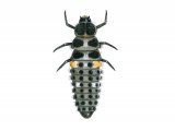 Adonis Ladybird Larvae (Hippodamia variegata) IN002