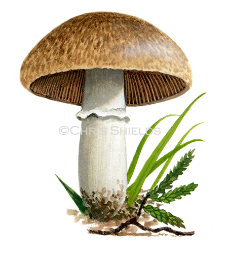 Agaricus cupreobrunneus FU0287