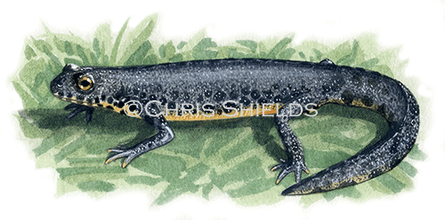 Alpine Newt (Ichthyosaura alpestris) RA0145