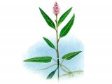 Amphibious Bistort (Polygonum amphibium) BT096