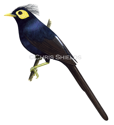 Apo Myna (Basilornis miranda) BD0002