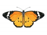 African Monarch (Danaus chrysippus) IN001