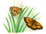 Gatekeeper (Pyronia tithonus) L0095