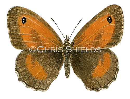 Gatekeeper (male) Pyronia tithonus L0088