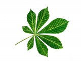 Horse Chestnut (Aesculus hippocastanum) B006