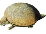 P009 - Glyptodon