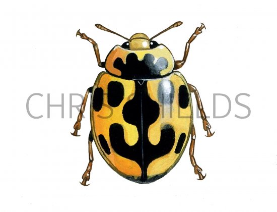 Illustration of Fourteen-Spot Ladybird (Yellow on Black) Propylea 14-puncata (#1250)