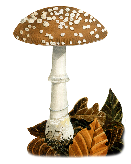 Illustration of Amanita pantherina (Panthercap) (#4434)