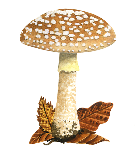 Illustration of Amanita rubescens var. annulosulphurea (Blusher) (#4446)