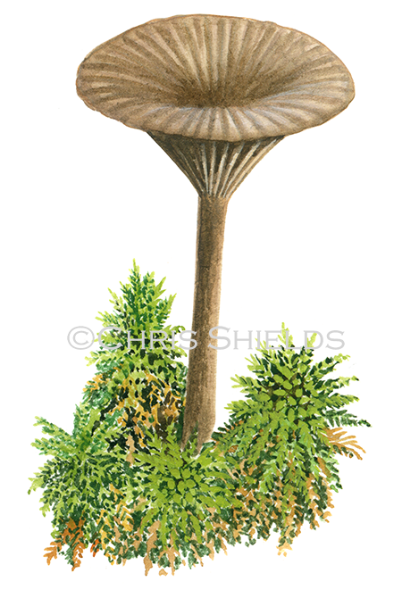 Illustration of Arrhenia philonotis (#4228)
