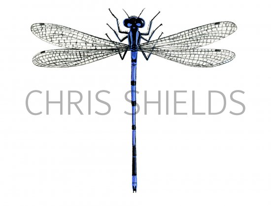 Illustration of Damselfly (Azure) (male) Coenagrion puella (#1277)