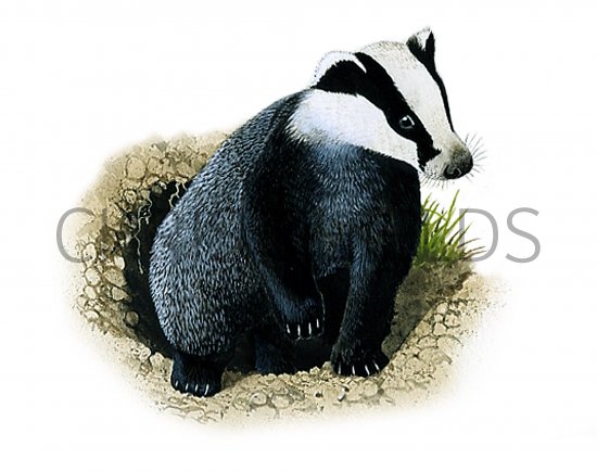 Illustration of Badger (Meles meles) (#1309)