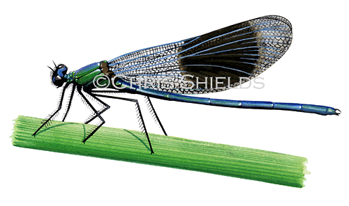 Illustration of Banded Demoiselle (Calopteryx splendens) (#2024)