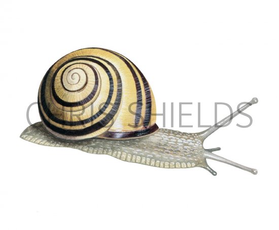 Illustration of Banded Snail (Brown-lipped) Cepaea nemoralis (#2660)