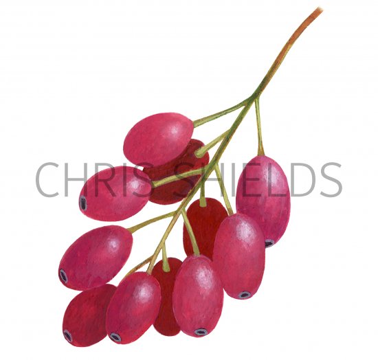 Illustration of Barberry (Berberis vulgaris) (#2745)