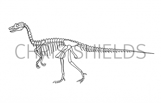 Illustration of Baryonyx walkeri (#0202)