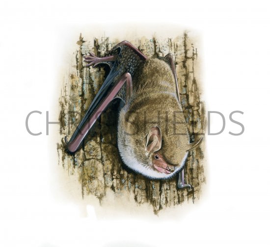 Illustration of Bat (Natterer's) Myotis nattereri (#3884)