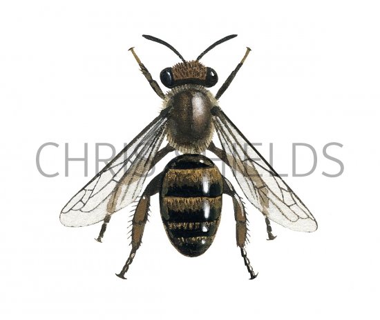 Illustration of Bryony Mining Bee female (Andrena florea) (#3227)