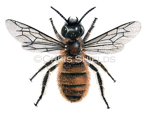 Illustration of Bee (Tawny mining) (female) Andrena fulva (#0415)