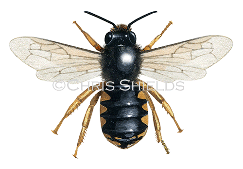 Illustration of Bee (wool carder) (male) Anthidium manicatum (#4535)