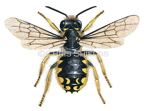Illustration of Bee (wool carder) (male) Anthidium manicatum (#0420)