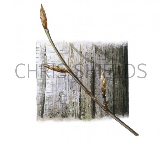 Illustration of Beech bark & twigs (Fagus sylvatica) (#2390)