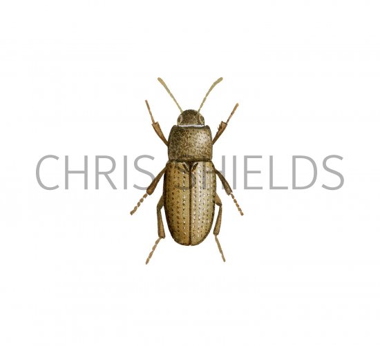 Illustration of Beetle (Phaleria cadaverina) (#2960)