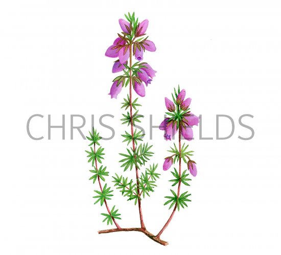 Illustration of Bell Heather (Etica cinerea) (#2162)