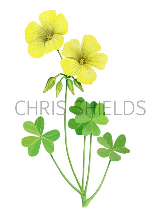 Illustration of Bermuda Buttercup (Oxalis pes-caprae) (#3874)