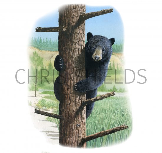 Illustration of Black Bear (Ursus americanus) (#3906)