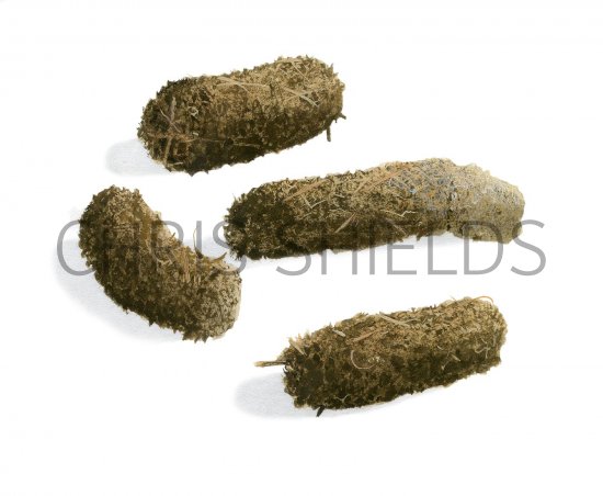 Illustration of Black Grouse droppings (Tetrao tetrix) (#2936)