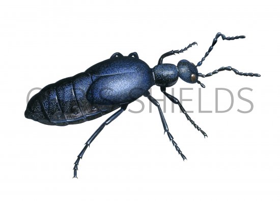 Illustration of Black Oil Beetle (Meloe proscarabaeus) (#4027)