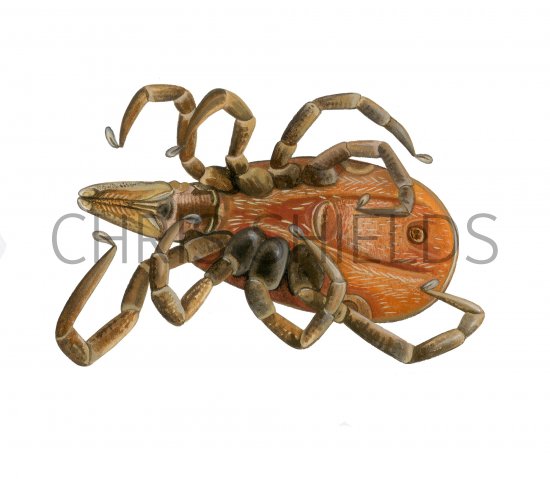 Illustration of Black-legged Tick (Ixodes scapularis) dead unfed female (#4136)