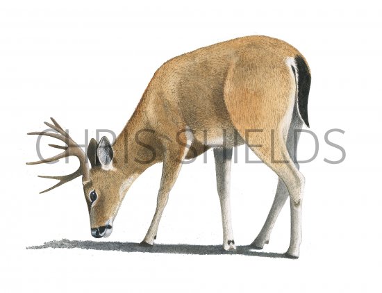 Illustration of Black-tailed Deer (Odocoileus hemionus) (#3905)