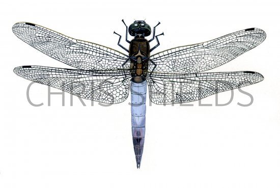 Illustration of Dragonfly (Black-tailed Skimmer) Orthetrum cancellatum (#1064)