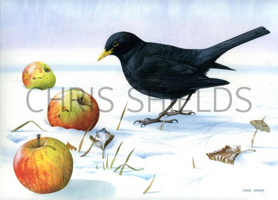 Illustration of Blackbird male (Turdus merula) (#0140)