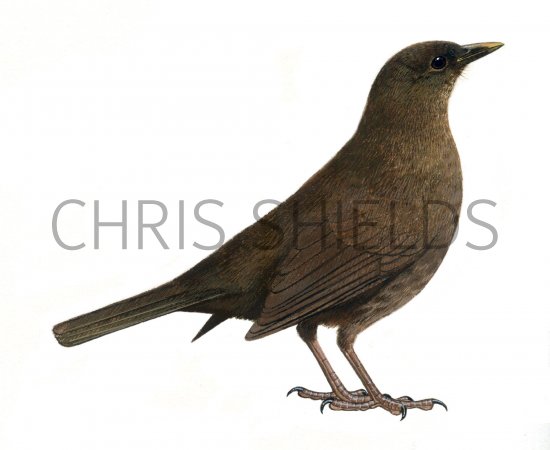 Illustration of Blackbird female (Turdus merula) (#0855)