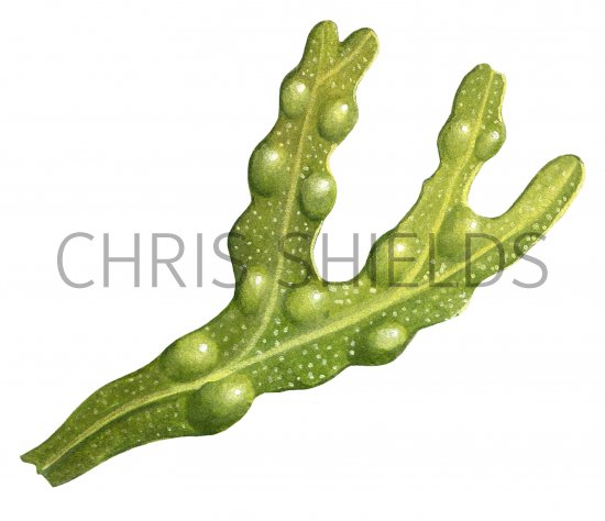 Illustration of Bladder Wrack (Fucus vesiculosis) (#1582)