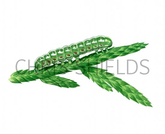 Illustration of Blairs Shoulder Knot Caterpillar (Lithophane leautieri) (#2210)