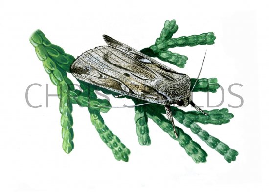 Illustration of Blairs Shoulder Knot Moth (Lithophane leautieri) (#0339)