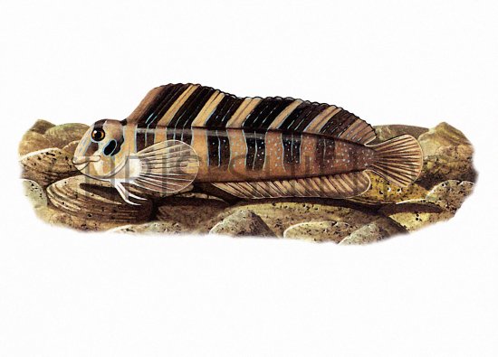 Illustration of Blenny (Peacock) Lipophrys pavo (#0813)