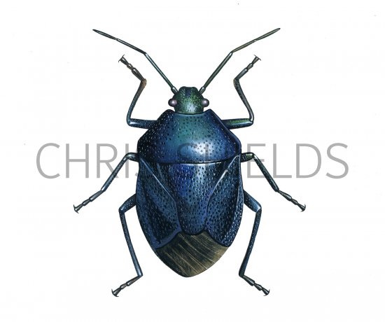 Illustration of Blue shieldbug (Zicrona caerulea) (#2516)