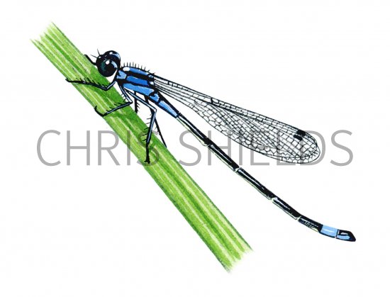 Illustration of Damselfly (Blue-tailed) Ischnura elegans (#1269)