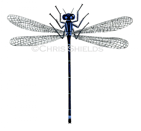 Illustration of Damselfly (Blue-tailed) Ischnura elegans (#1070)