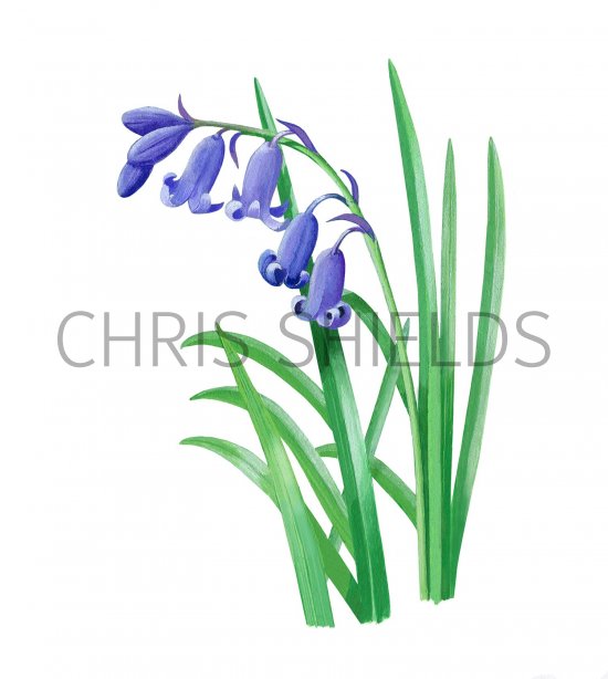 Illustration of English Bluebell (Hyacinthoides non-scripta) (#3175)