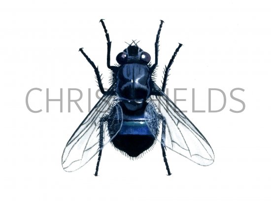 Illustration of Bluebottle (Calliphora vomitoria) (#1118)