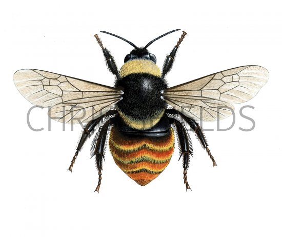 Illustration of Bumblebee (Mountain) Bombus monticola  (#2258)