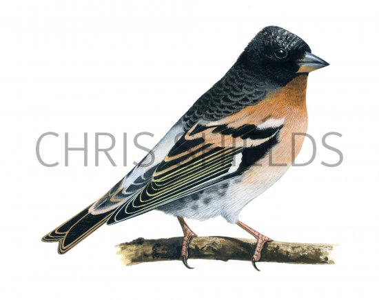 Illustration of Brambling (Fringilla montifringilla) (#1189)