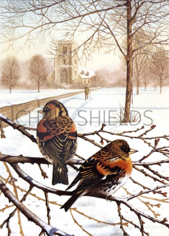 Illustration of Brambling (Fringilla montifringilla) (#0143)