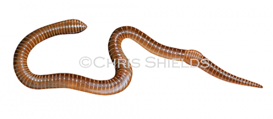 Illustration of Brandling worm (Eisenia fetida) (#2661)
